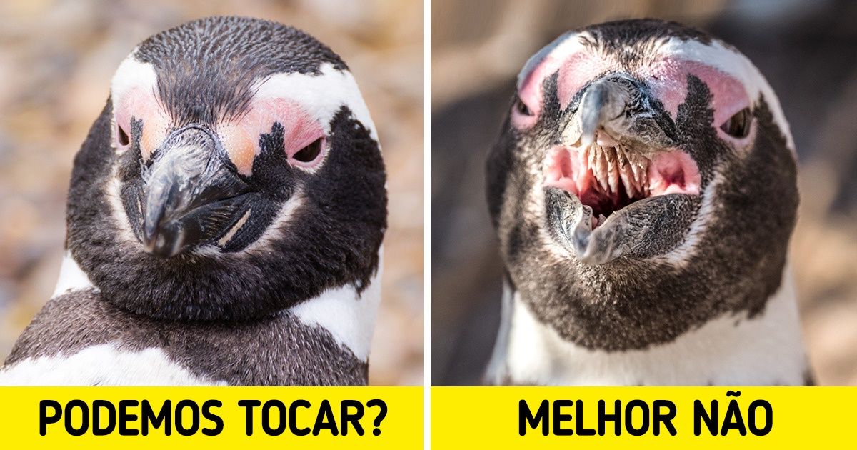 14 Animais que parecem fofinhos, mas podem ser bem perigosos