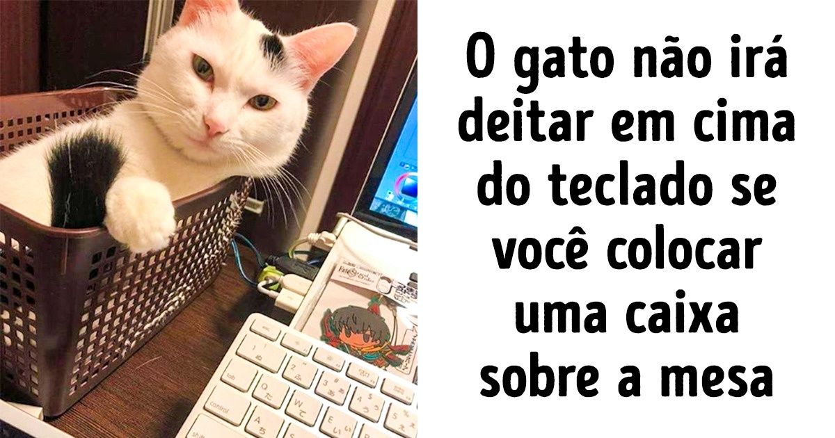 13 Dicas que facilitarão a vida dos donos de pets 13 Dicas que facilitarão a vida dos donos de pets