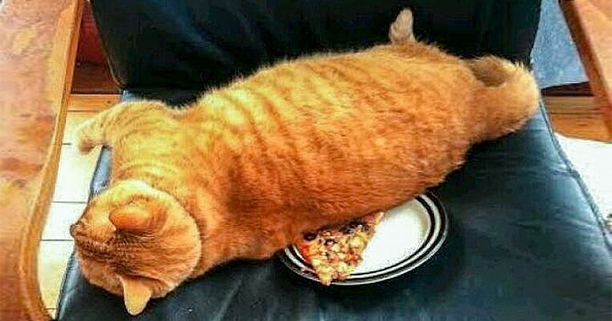 30 Exemplos da tirania felina que a maioria poderá se identificar 30 Exemplos da tirania felina que a maioria poderá se identificar