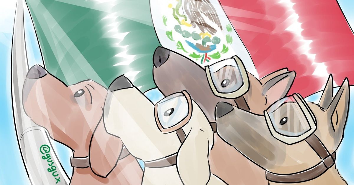 Os cães que estão salvando vítimas do terremoto no México