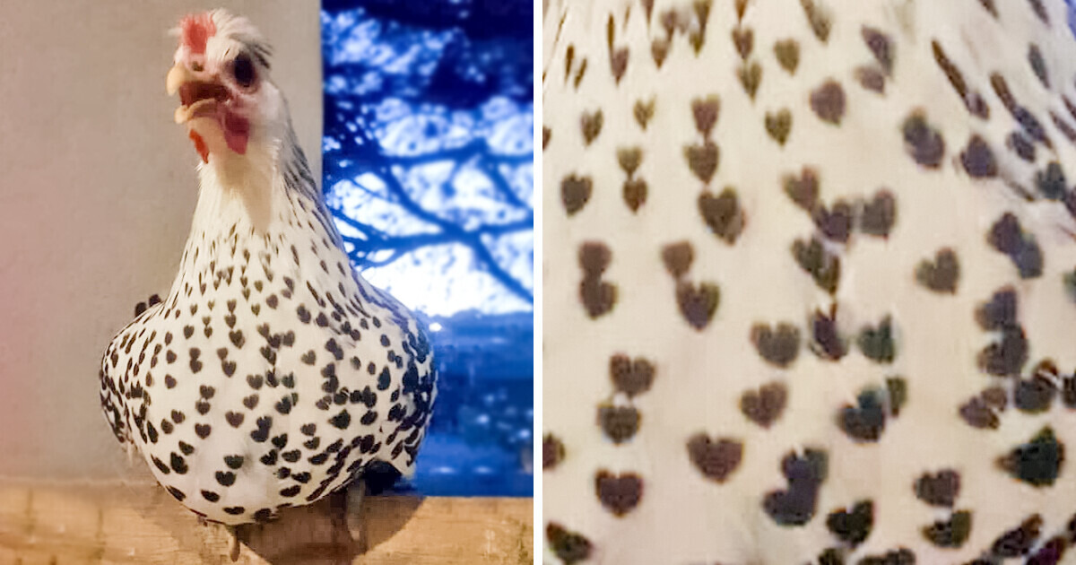 16 Toques geniais da Mãe Natureza que vão te deixar de queixo caído