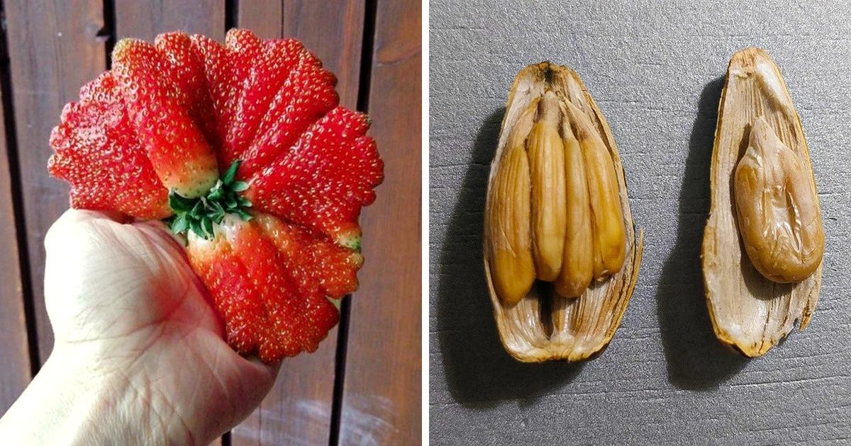 20+ Vezes em que a Mãe Natureza nos surpreendeu ao quebrar as regras da normalidade