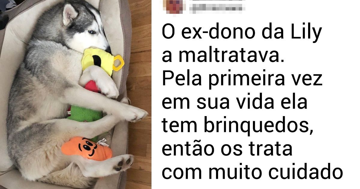 20+ Animais que tiveram suas vidas transformadas após serem adotados 20+ Animais que tiveram suas vidas transformadas após serem adotados