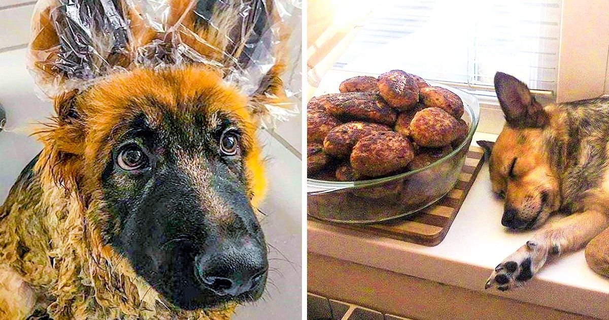Imagens que comprovam como os cachorros são um presente para uma vida complicada