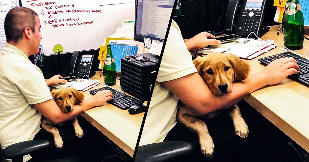 Funcionários da Amazon podem levar seus cães ao trabalho todos os dias Funcionários da Amazon podem levar seus cães ao trabalho todos os dias