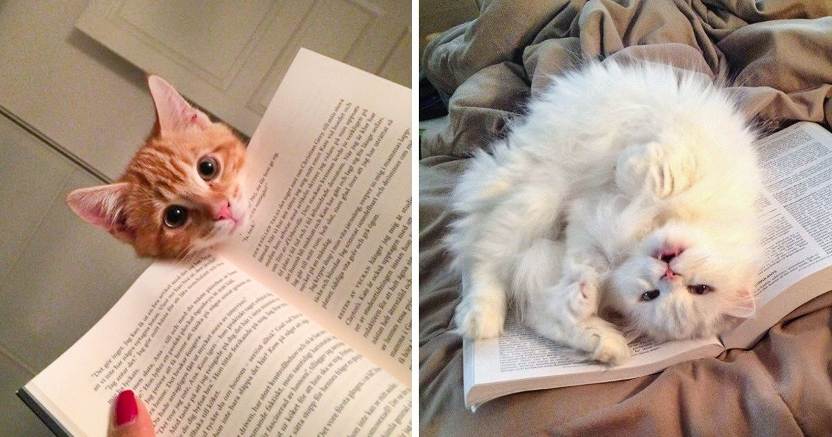 Gatos são leais e nos amam de verdade (a ciência garante) Gatos são leais e nos amam de verdade (a ciência garante)