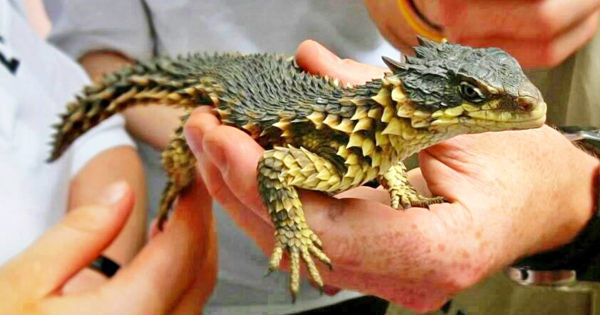 20 Animais super curiosos que fazem da África um mundo à parte