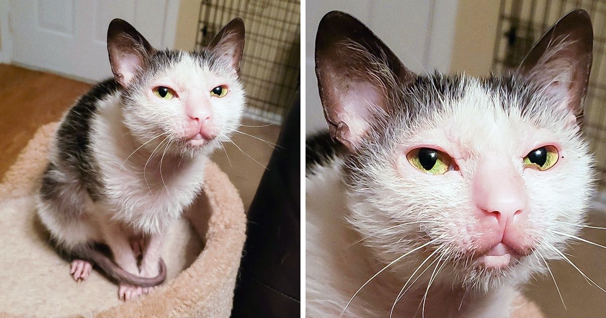 15+ Animais domésticos cujo verdadeiro charme está na aparência