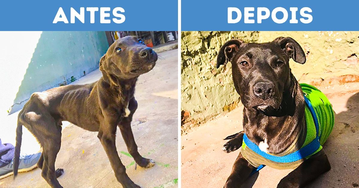 20 Usuários da Internet mostraram fotos do “antes e depois” de terem resgatado um animal de rua 20 Usuários da Internet mostraram fotos do “antes e depois” de terem resgatado um animal de rua