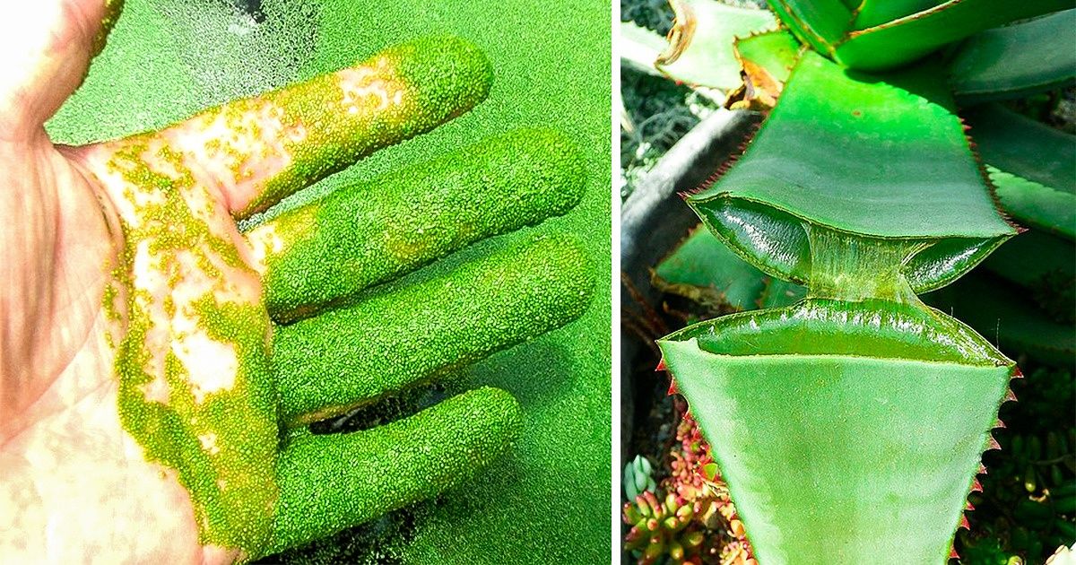 5 Plantas silvestres que podem matar e 5 que podem salvar sua vida 5 Plantas silvestres que podem matar e 5 que podem salvar sua vida