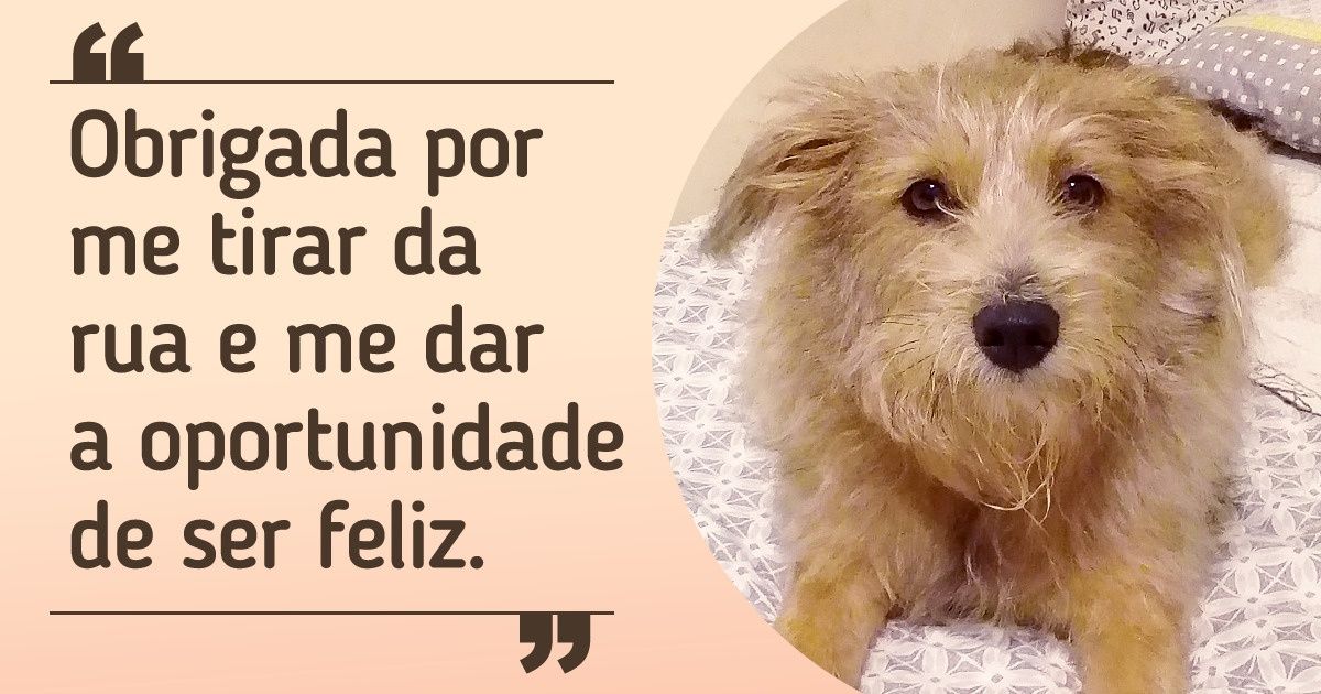 17 Internautas que “adivinharam” o pensamento de seus pets (incluindo seguidores do Incrível) 17 Internautas que “adivinharam” o pensamento de seus pets (incluindo seguidores do Incrível)