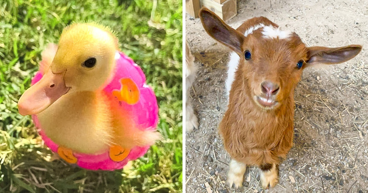 19 Filhotes tão fofos que dá vontade de cuidar como se fossem nossos próprios filhos 19 Filhotes tão fofos que dá vontade de cuidar como se fossem nossos próprios filhos