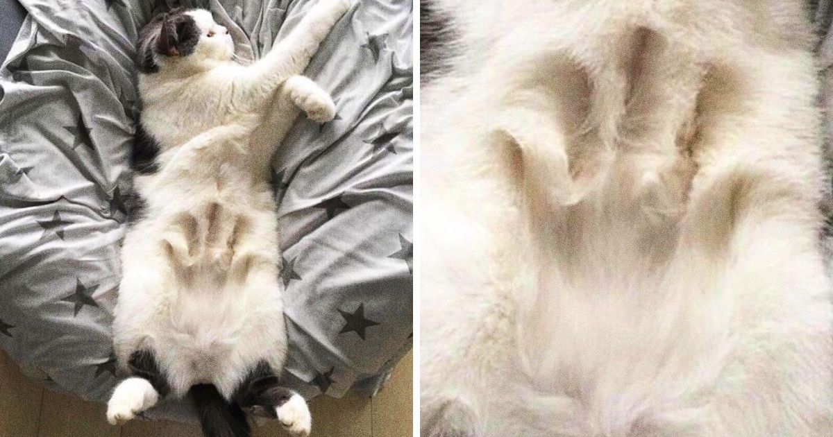 15 Gatinhos com barrigas tão fofas que dá vontade de entrar na tela para fazer carinho