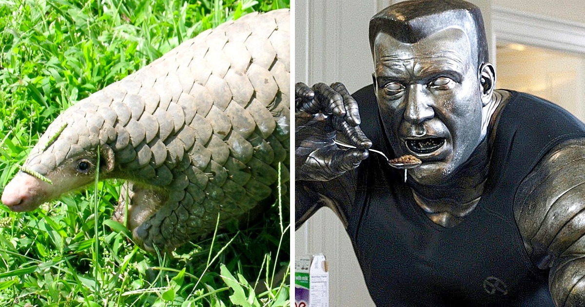 12 Animais com verdadeiros superpoderes que poderiam inspirar os heróis 12 Animais com verdadeiros superpoderes que poderiam inspirar os heróis