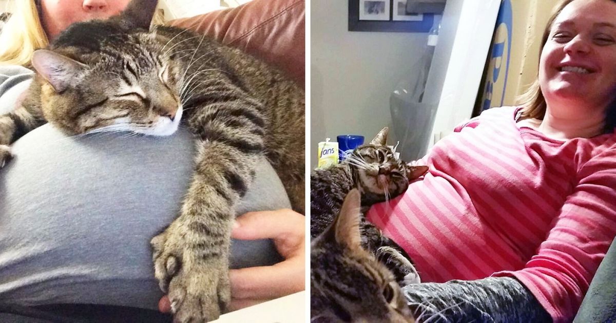 18 Fotos mostram as reações dos mascotes à vinda dos bebês