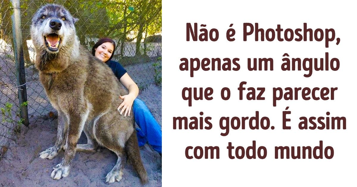 Lobo abandonado, que ia ser sacrificado, encontra fama e amor