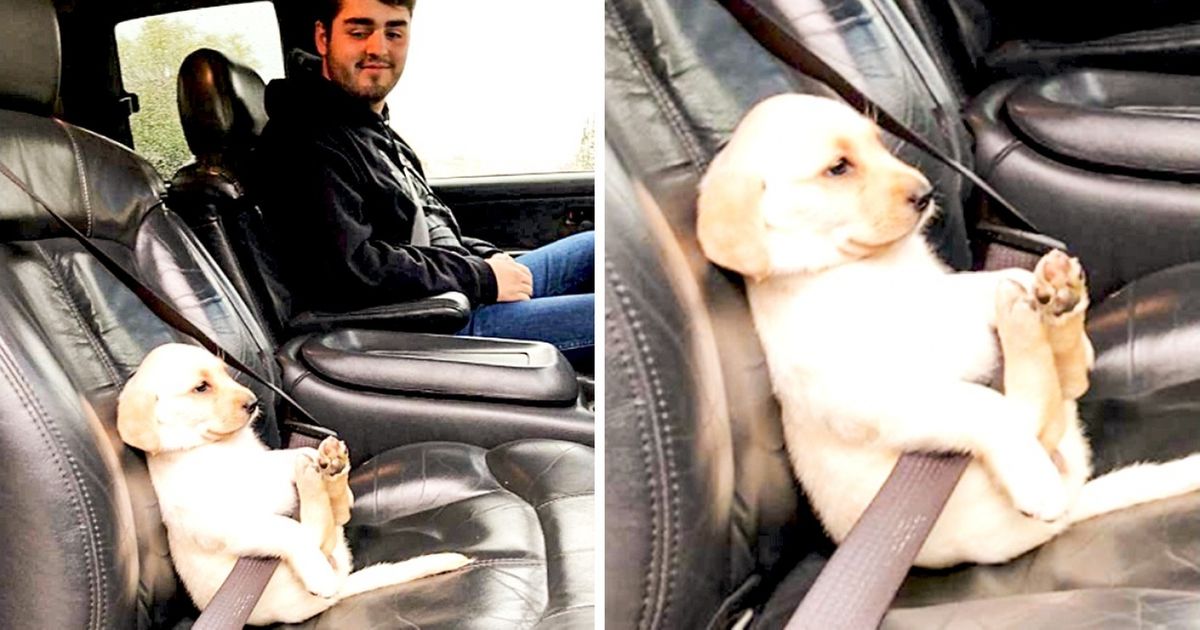 27 Fotos de cachorros e gatos para esquecer todos os problemas