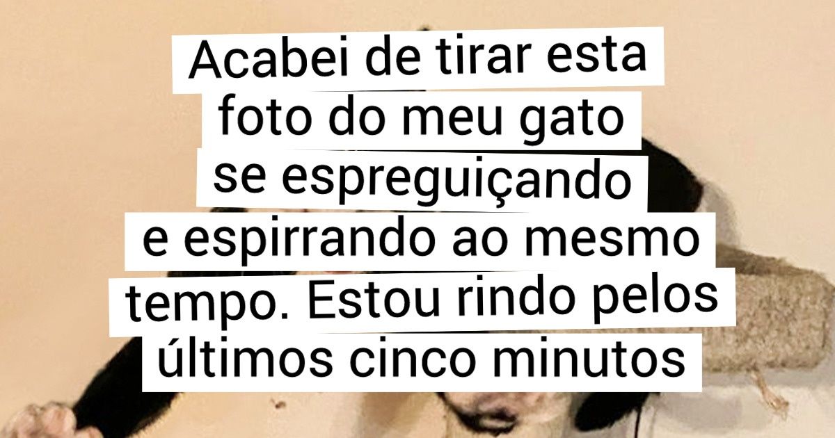 20 Internautas compartilharam as fotos mais inusitadas que já tiraram de seus pets 20 Internautas compartilharam as fotos mais inusitadas que já tiraram de seus pets