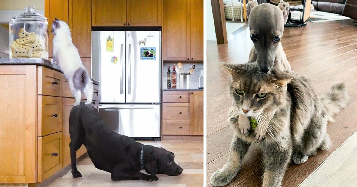 18 Fotos que provam que o relacionamento entre cachorros e gatos é único 18 Fotos que provam que o relacionamento entre cachorros e gatos é único
