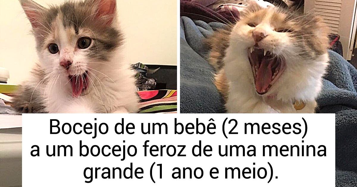 26 Internautas mostraram como os seus animais de estimação cresceram rápido (e todas as imagens são encantadoras)