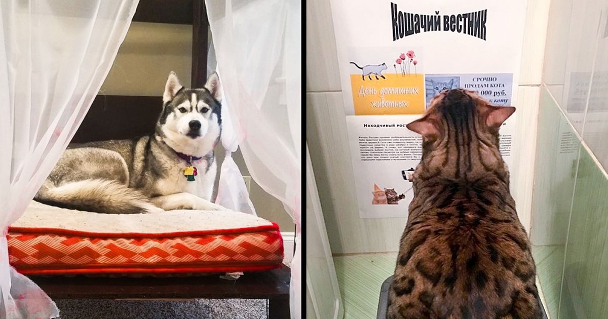 19 Humanos fofos que fazem de tudo por seus pets