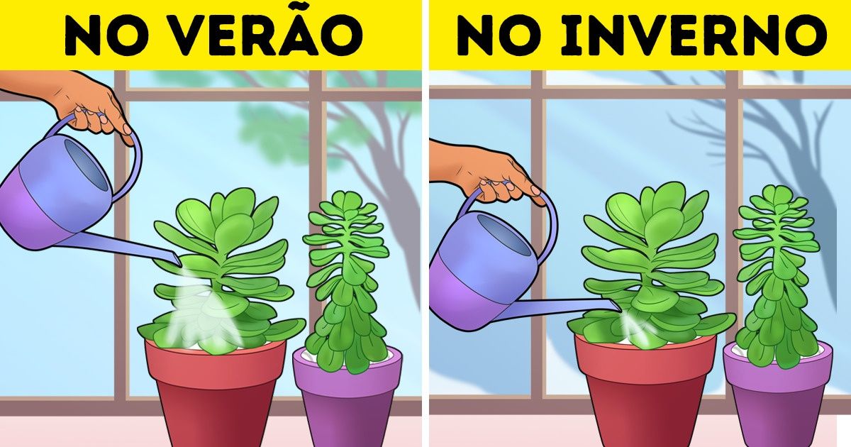 16 Dicas eficazes compartilhadas por leitores do Incrível para o cuidado de plantas em casa 16 Dicas eficazes compartilhadas por leitores do Incrível para o cuidado de plantas em casa