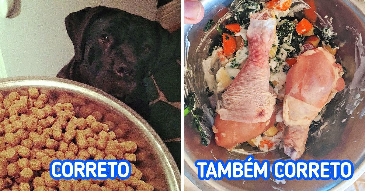 Quais podem ser os benefícios de alimentar seu cachorro com comida natural