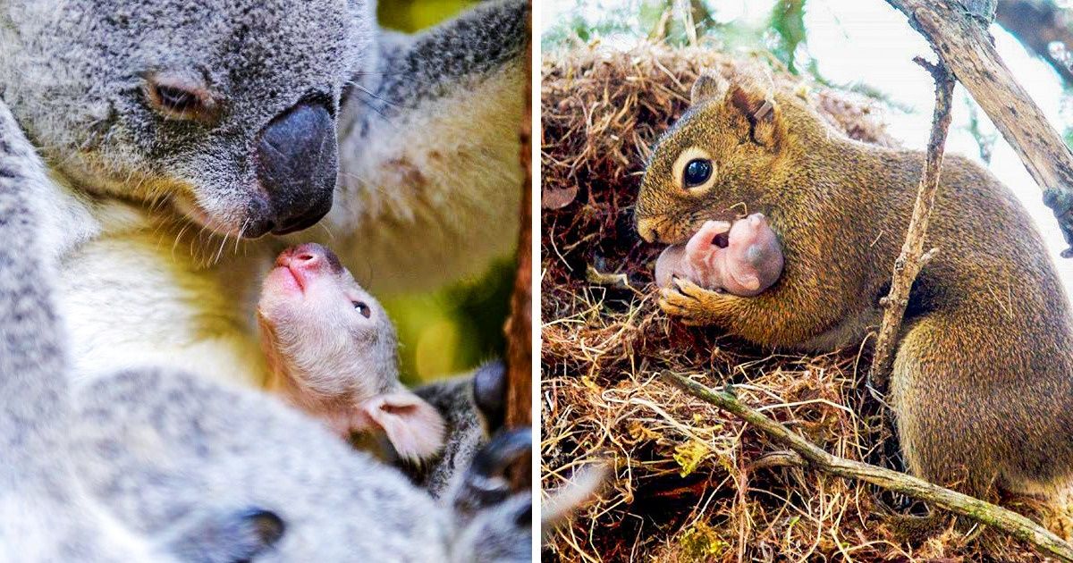 20 Fotos adoráveis que provam que nada se compara ao amor de uma mãe (novas imagens)
