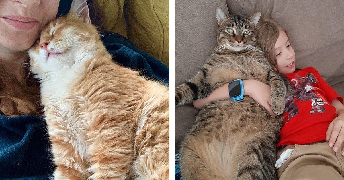 A ciência admite que o contato diário com gatos é bom para sua saúde