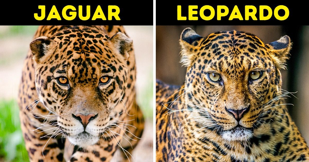 16 Pares de animais que podem confundir muita gente 16 Pares de animais que podem confundir muita gente