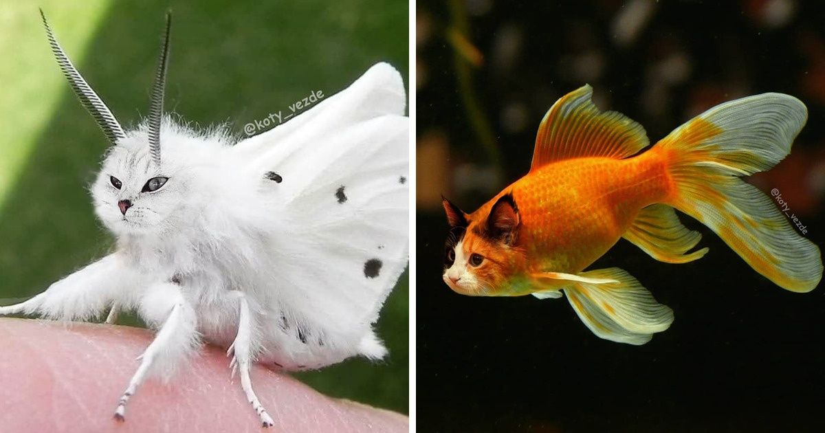 22 Fotos que mostram o quanto qualquer coisa fica mais bonita com o rosto de um gato 22 Fotos que mostram o quanto qualquer coisa fica mais bonita com o rosto de um gato