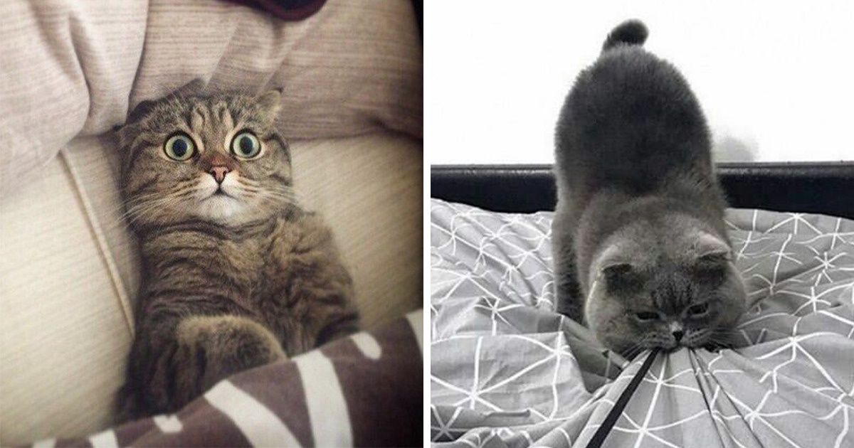 20 Fotos mostram que não há nada mais legal que conviver com gatos