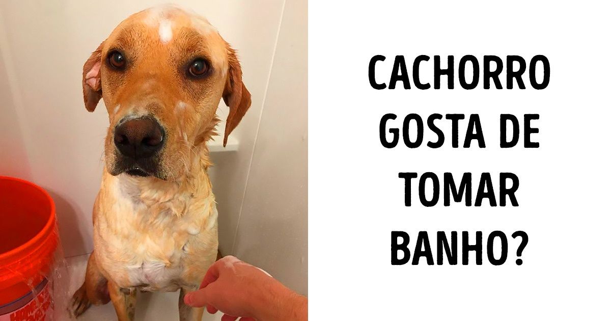 10 Perguntas e respostas sobre banho em cachorros que sempre surgem na hora da higiene dos nossos pets