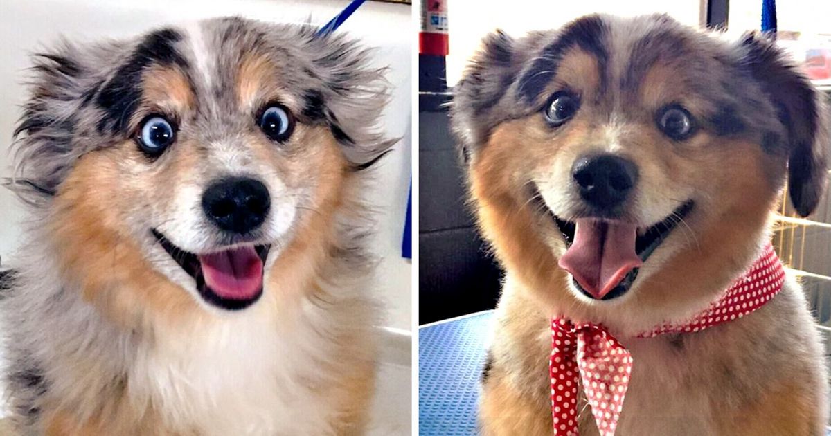 15 Exemplos de como cachorros mudam depois de uma boa tosa