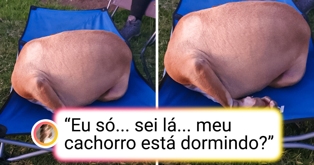 20+ Fotos que mostram como alguns pets se comportam de formas misteriosas