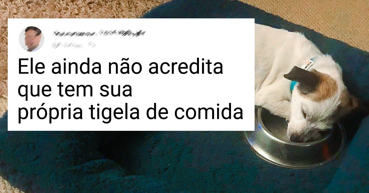 20+ Animais que ganharam um novo lar e retribuíram com muito afeto e amor