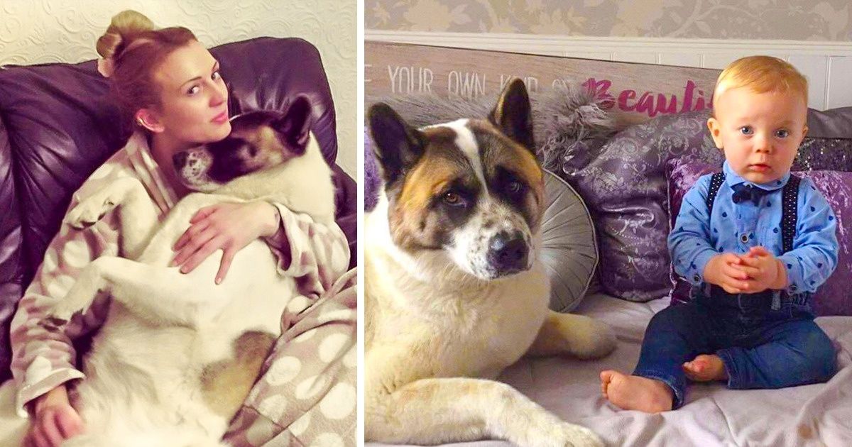 Com alguns latidos, a cachorra Keola salvou a vida uma mulher grávida e a de seu bebê Com alguns latidos, a cachorra Keola salvou a vida uma mulher grávida e a de seu bebê