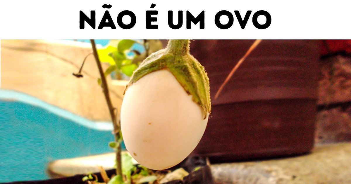 12 Flores que parecem qualquer coisa menos plantas