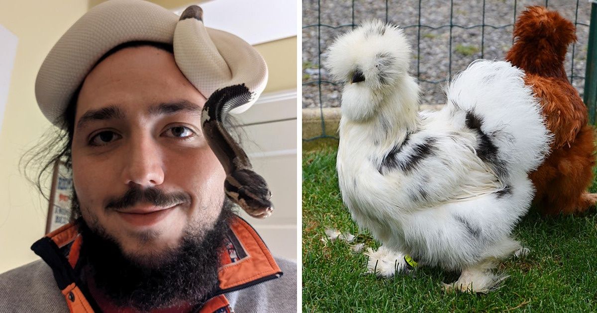 18 Animais que são únicos por terem os pelos brancos e pretos, assim como o cabelo de Cruella De Vil (+ bônus) 18 Animais que são únicos por terem os pelos brancos e pretos, assim como o cabelo de Cruella De Vil (+ bônus)
