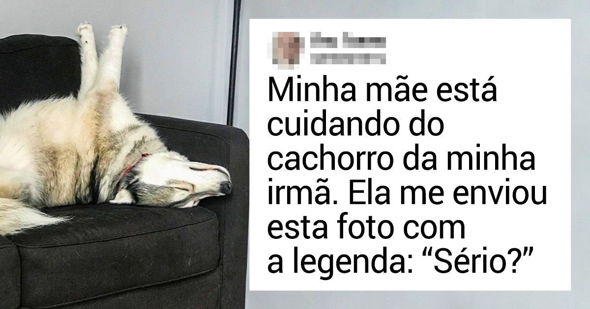 20+ Animais de estimação que são mestres na arte do entretenimento 20+ Animais de estimação que são mestres na arte do entretenimento