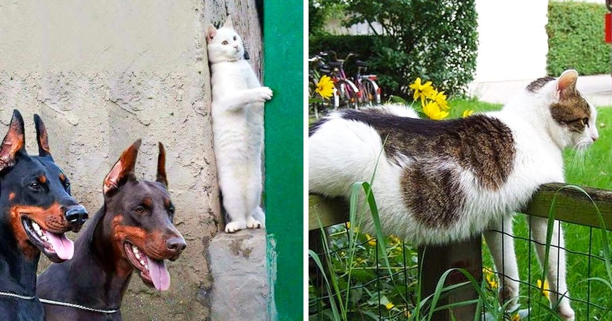 31 Fotos que mostram que gatos são criaturas divertidíssimas 31 Fotos que mostram que gatos são criaturas divertidíssimas