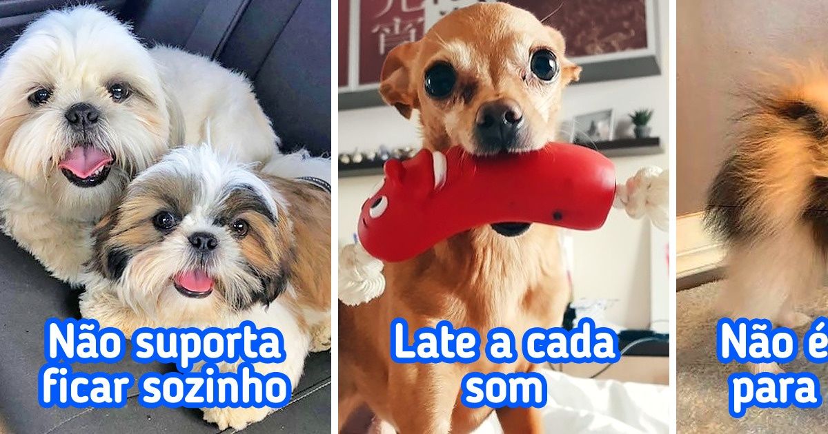 12 Raças caninas de pequeno porte e populares, que as pessoas compram e logo desistem 12 Raças caninas de pequeno porte e populares, que as pessoas compram e logo desistem