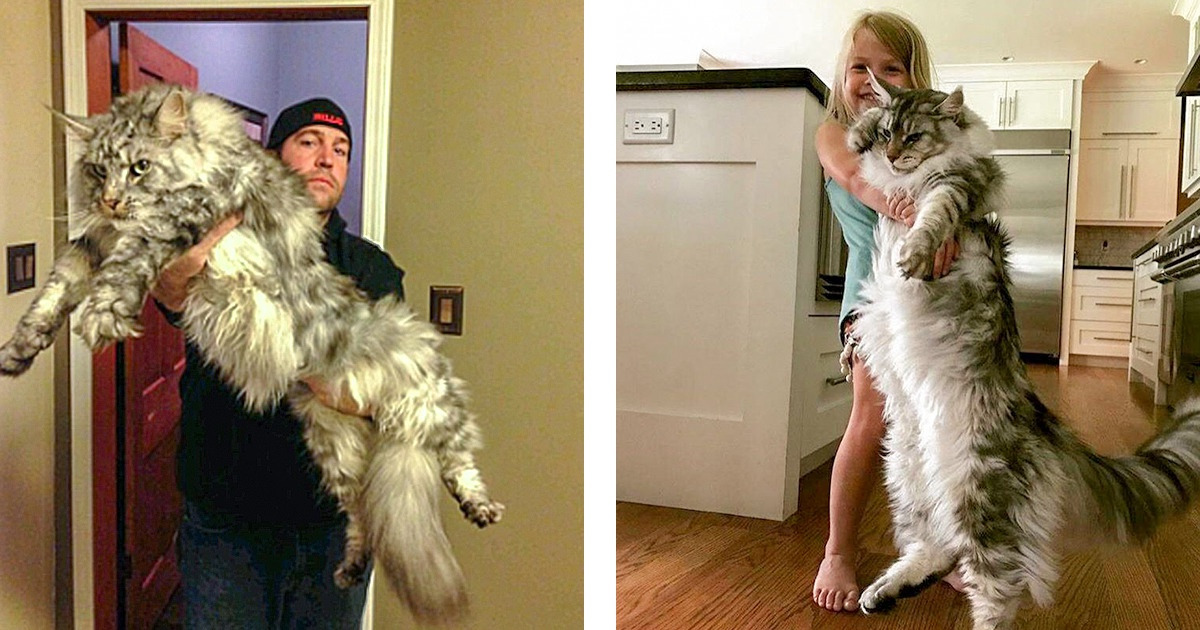 21 Gatos gigantes que mostram a seus donos quem manda na casa 21 Gatos gigantes que mostram a seus donos quem manda na casa