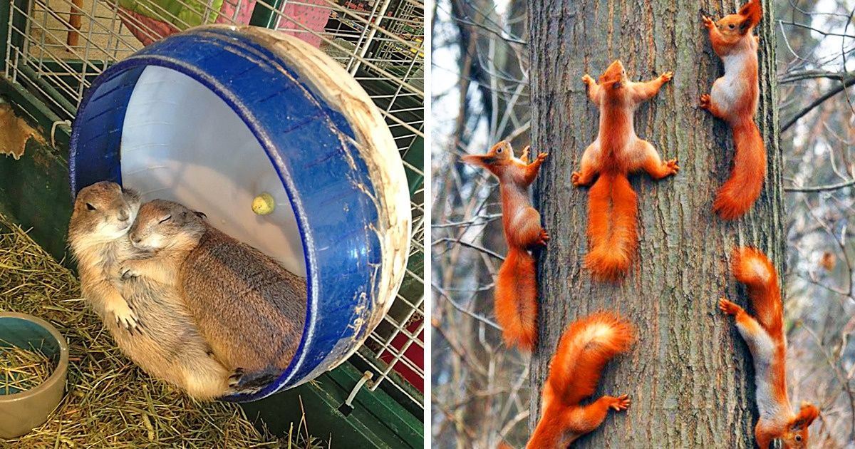 25 Fotos de animais que vão derreter o seu coração