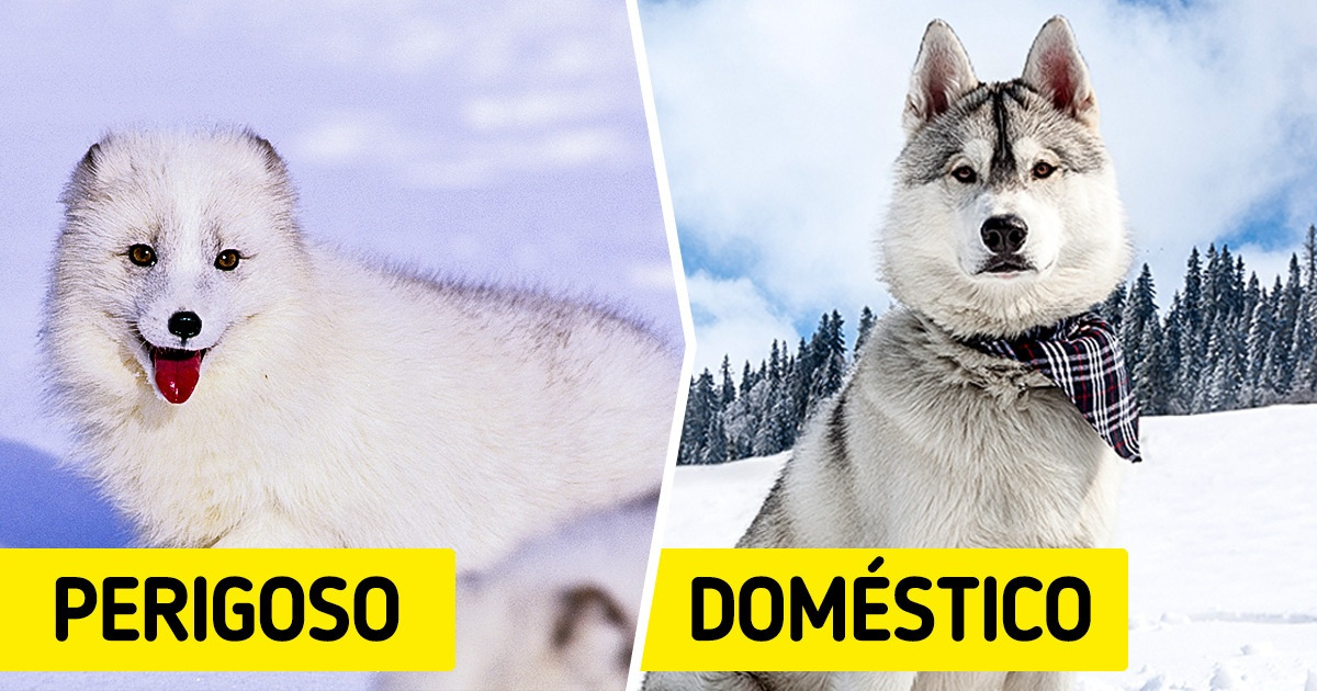 12 Animais que parecem inofensivos, mas são “lobos em pele de cordeiro”