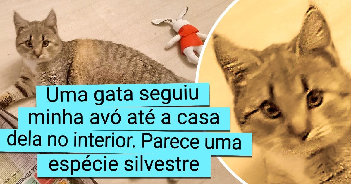 20 Provas de que não são as pessoas que resgatam seus gatos, mas os bichanos que “adotam” seus humanos 20 Provas de que não são as pessoas que resgatam seus gatos, mas os bichanos que “adotam” seus humanos