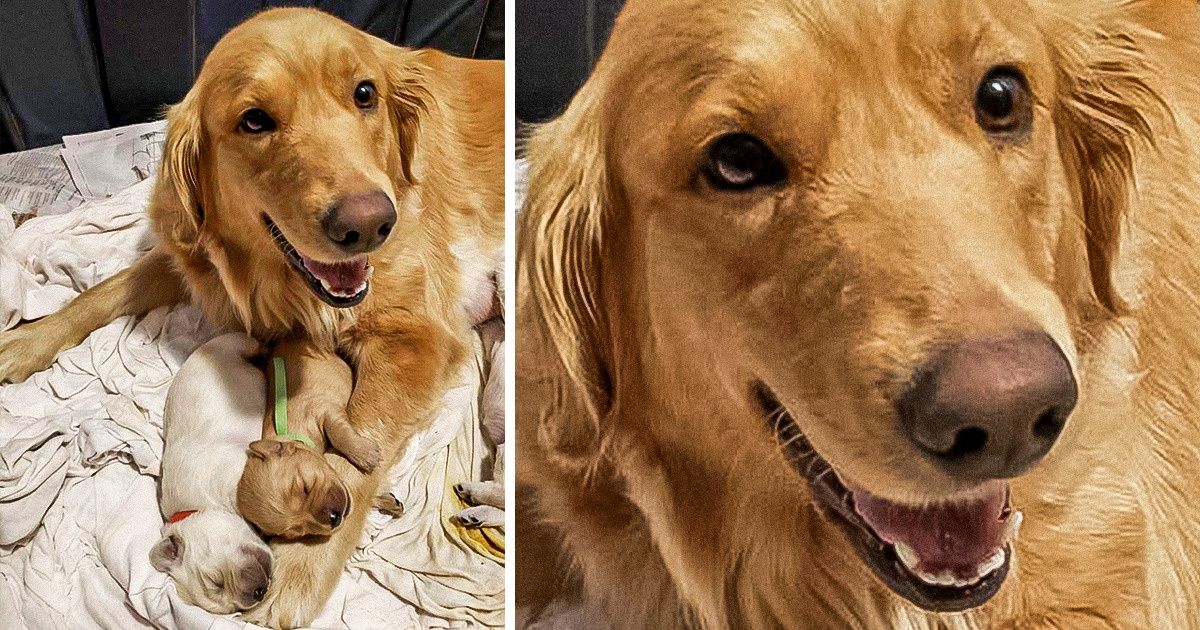 14 Provas de que as mães são todas iguais, até mesmo no reino animal 14 Provas de que as mães são todas iguais, até mesmo no reino animal