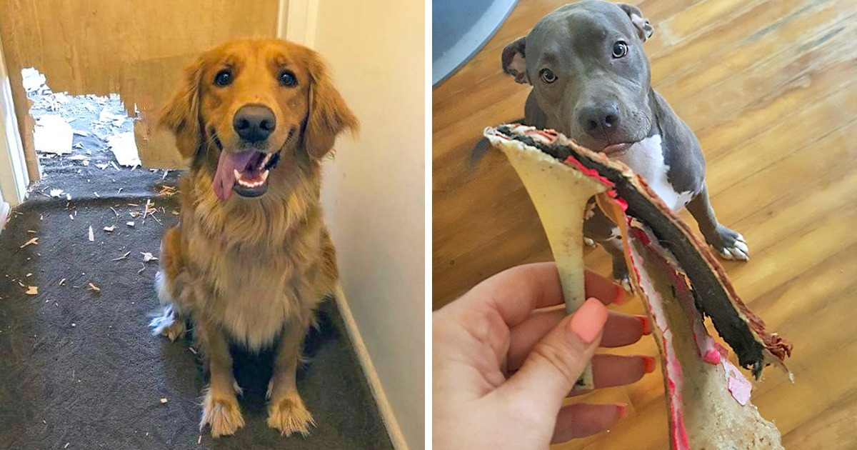 20+ Doguinhos bagunceiros que não conseguiram esconder sua carinha de culpa