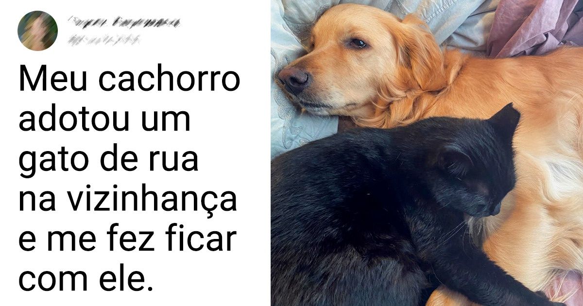 19 Vezes em que animais encontraram seus anjos da guarda na hora certa 19 Vezes em que animais encontraram seus anjos da guarda na hora certa