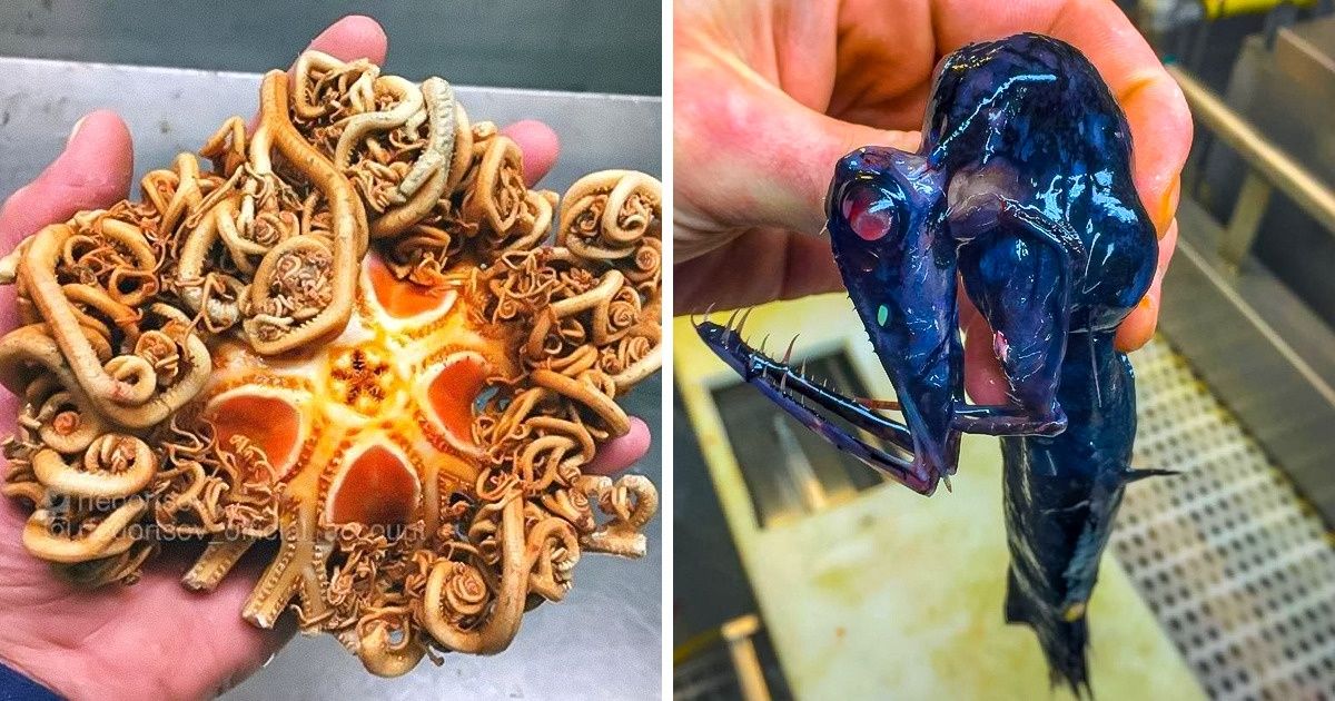 Marinheiro russo mostra 20 animais incríveis das profundezas do mar